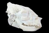 Beautiful, Oreodont (Merycoidodon) Skull - Wyoming #93751-5